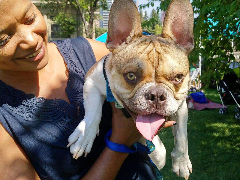 A photo of a bulldog at the Beltline Garden Party and Dog Parade