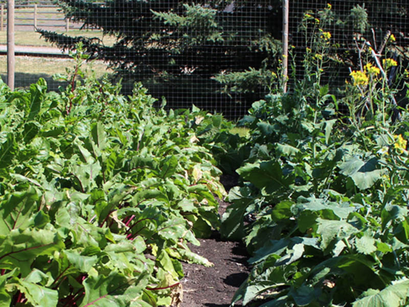 Photo of a food garden at Heritage Park