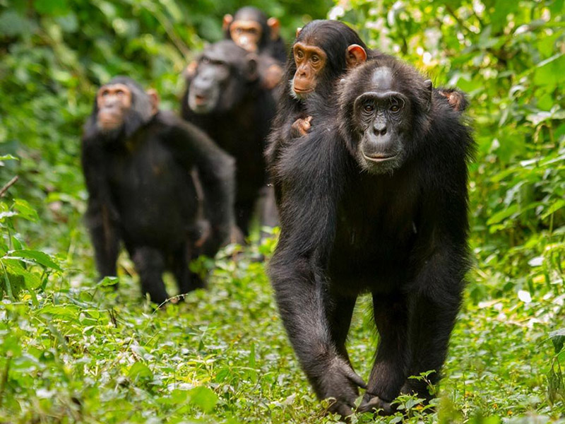 A photo from Ronan Donovan of a family of chimpanzees