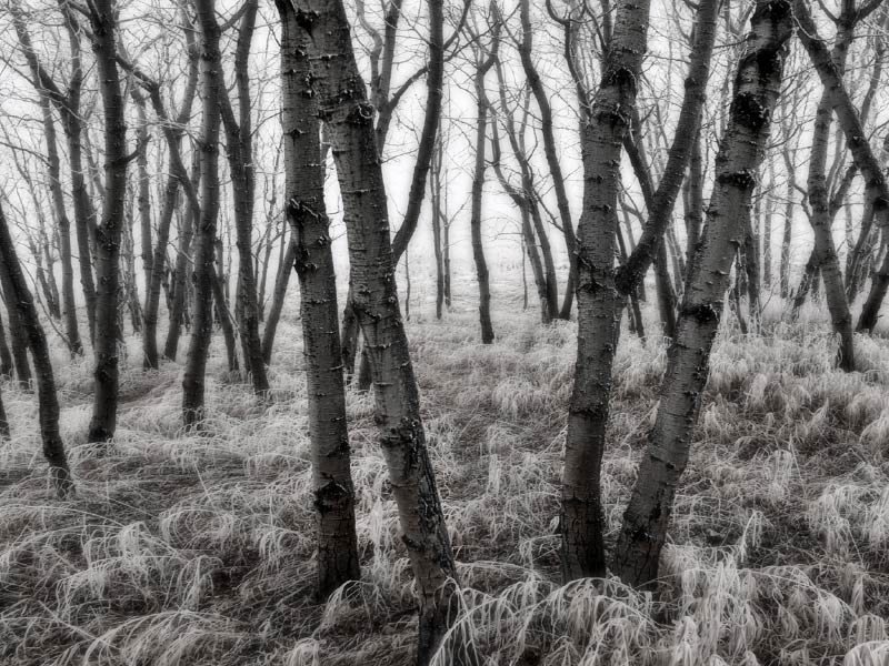 Black and white image image of trees in winter