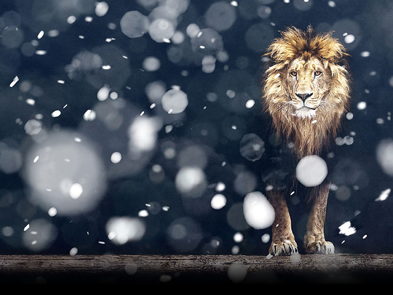 A photo illustration of a lion in snow