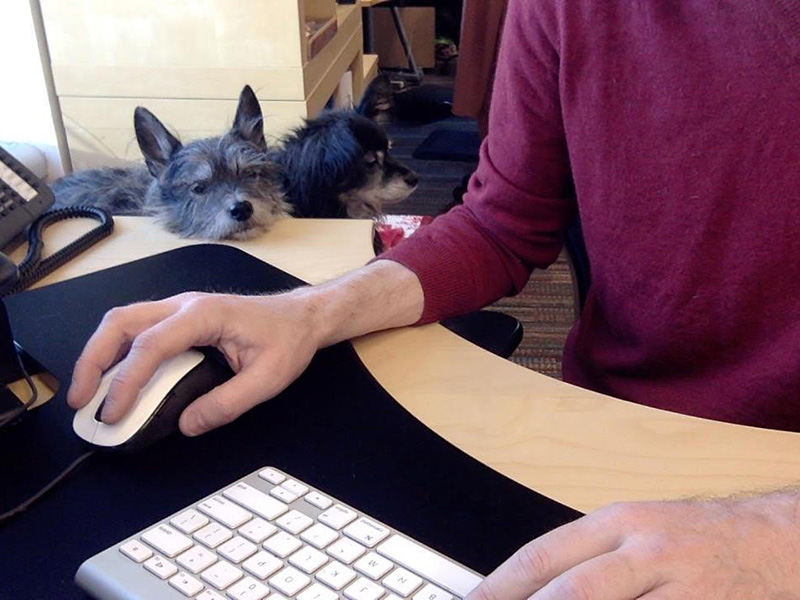 Greg Burbidge working at his desk with his dogs Scout and Zadie