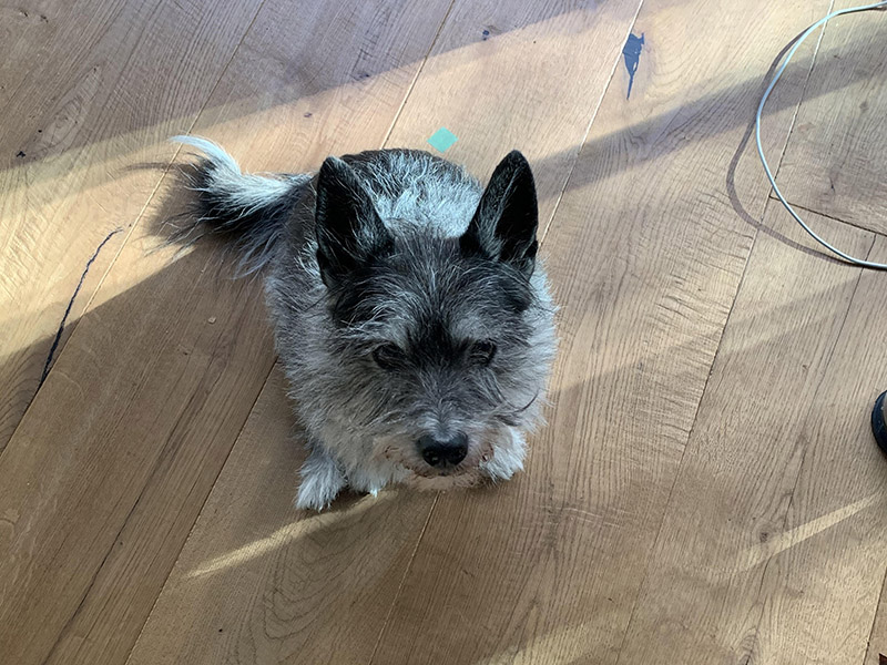 Scout, a small grey dog, looking very displeased