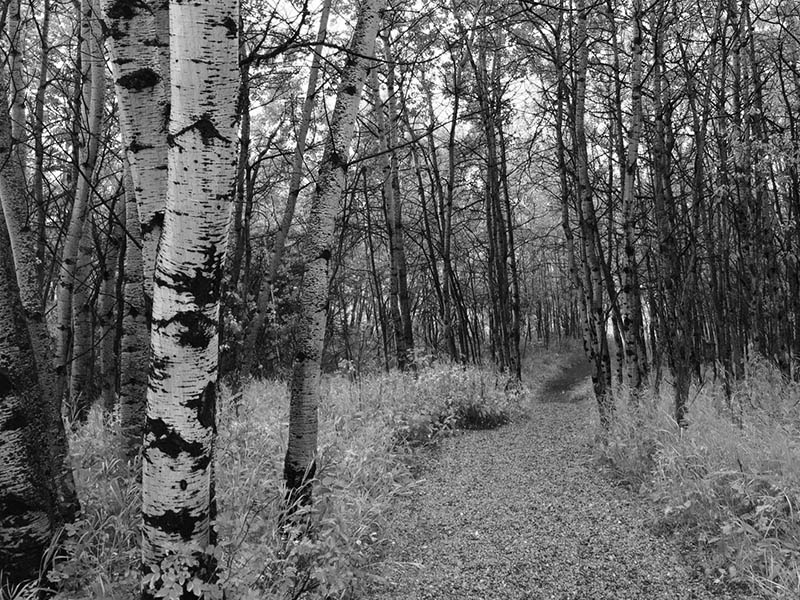 A black and white photo of a trail at the Leighton Art Centre