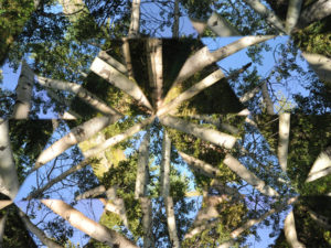 A fragmented image of trees as viewed through a scope by artist Barbara Amos