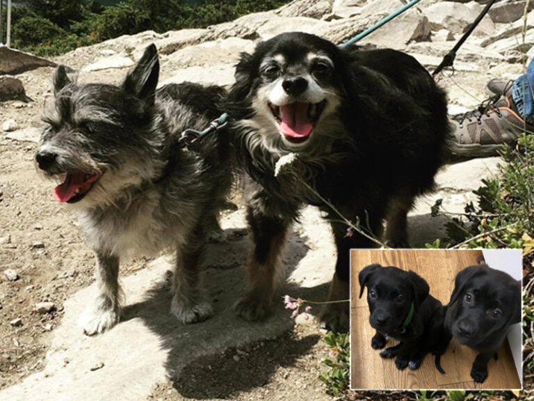 Two older dogs with an inset photo of two puppies.