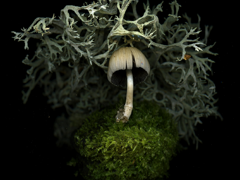 An image of mushroom by Julya Hajnoczky