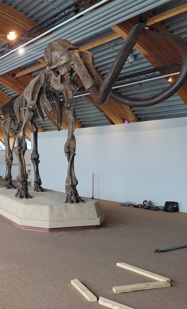 Photograph of a massive mammoth skeleton in the great hall