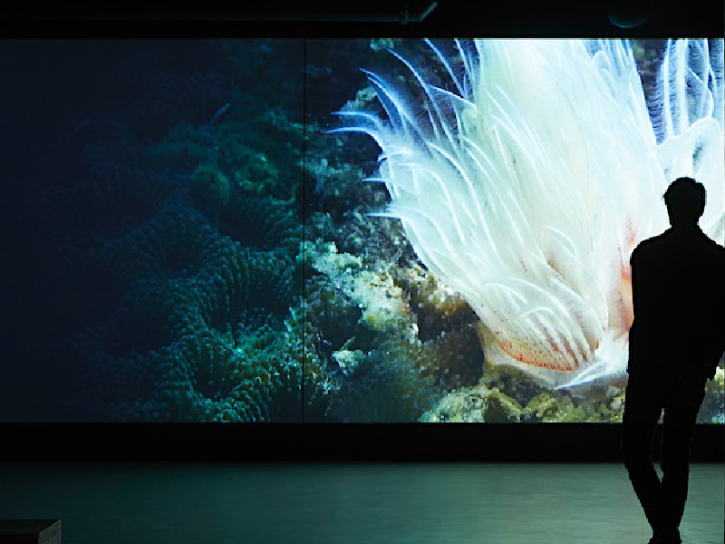 Image of person watching aquatic video on large display