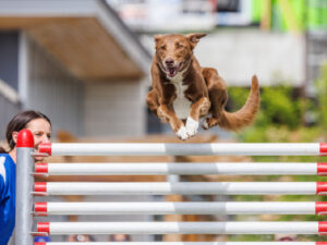 Image of dog jumping