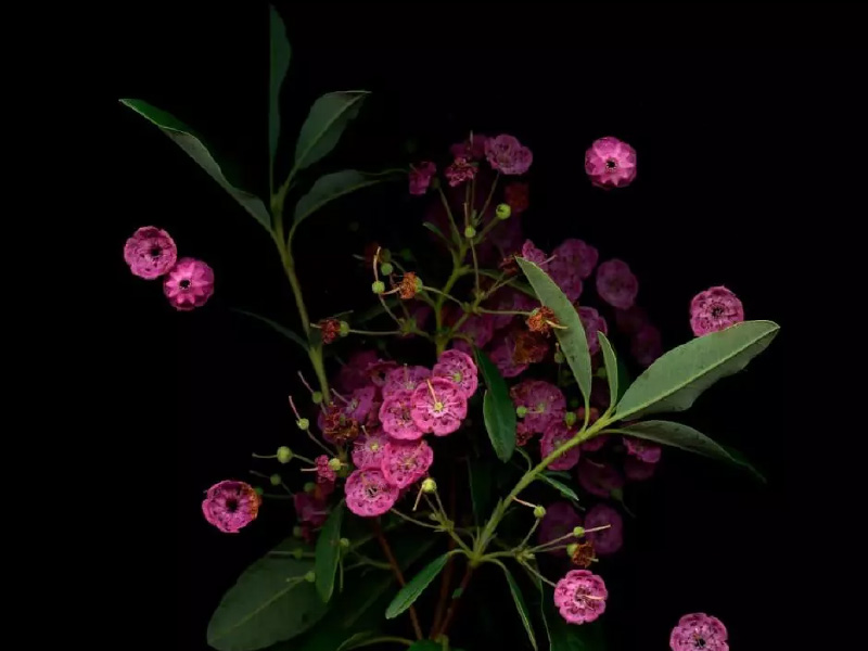 A photograph of pink flowers on black background