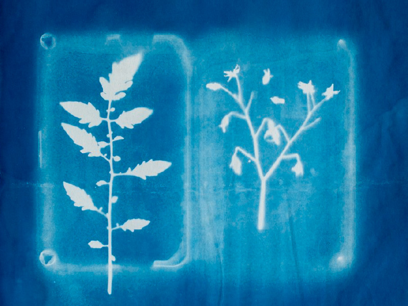 An image of a piece of art with white foliage against a blue background