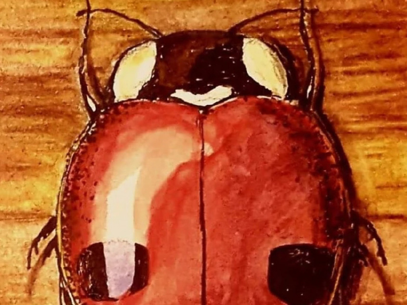 Illustration of ladybug