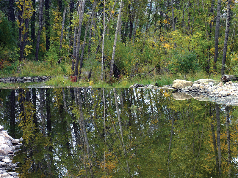 Mirror Pool reflect of woodlands in water