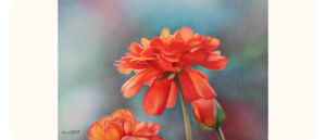A highly detailed coloured pencil drawing of vibrant red-orange flowers with soft, layered petals. The flowers stand out against a smooth, multicoloured background with tones of blue, green and pink. Signed "Ensi 2017" in the corner.