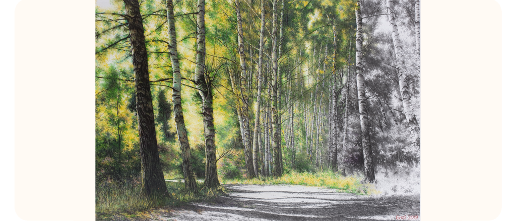 A hyperrealistic drawing of a forest pathway lined with tall birch trees, where the left side of the image is richly coloured in greens and yellows to depict sunlight through the leaves, while the right side transitions into black and white, creating a striking contrast between colour and monochrome.
