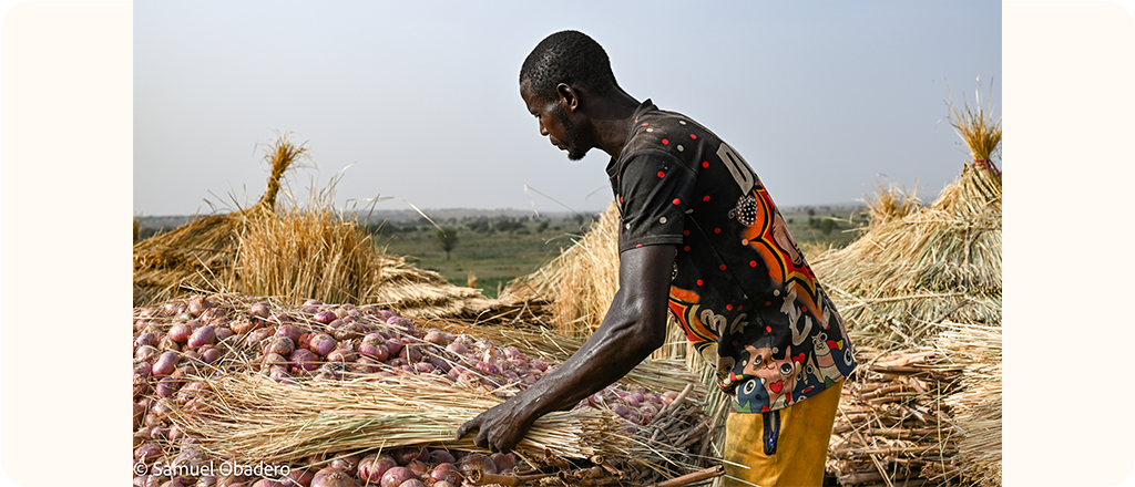 A man stacks red onions under bundles of dried grass in a field.