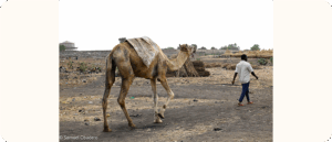 A person walks on a dusty field, leading a camel by a rope. Thatched huts and trees are visible in the background.