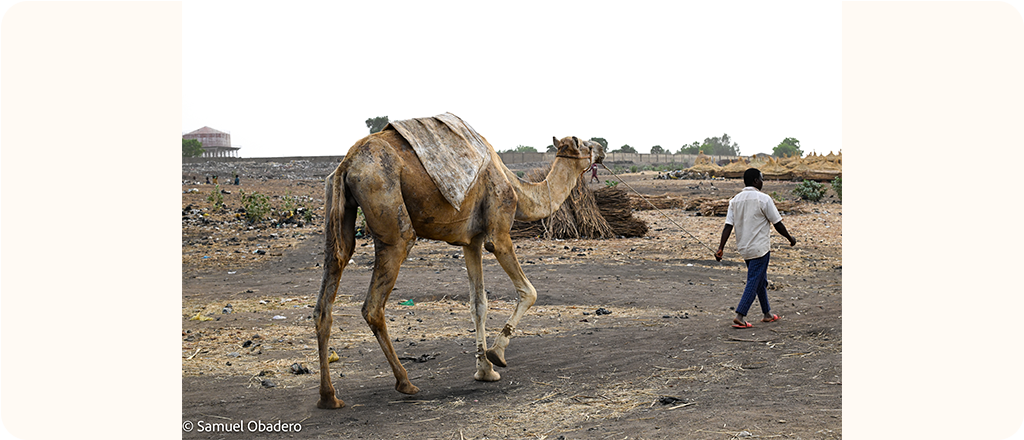 A person walks on a dusty field, leading a camel by a rope. Thatched huts and trees are visible in the background.
