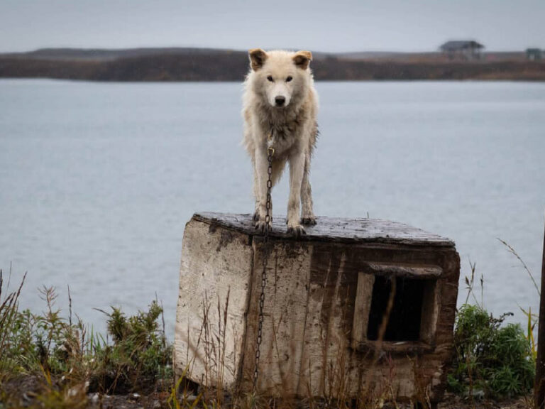 A blonde Husky dog stands on a concrete block with a chain around its neck, looking forwards. There is a lake in the background and foliage around the block.