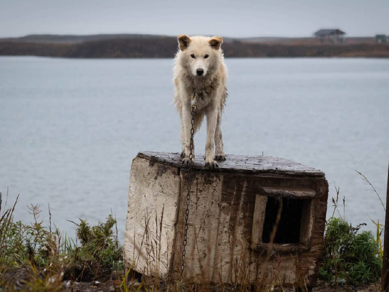 A blonde Husky dog stands on a concrete block with a chain around its neck, looking forwards. There is a lake in the background and foliage around the block.
